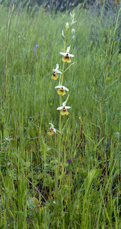 Ophrys lacaitae tra introgressioni e forme ibride  Molise 2023.